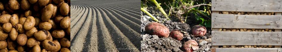 Bilderserie Einfuhr Kartoffeln